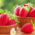 Description and characteristics of the Eliane strawberry variety, cultivation and care