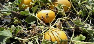 Popis odrůdy melounu Aikido, vlastnosti pěstování a péče