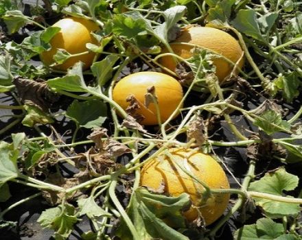 Beskrivelse af Aikido-melonsorten, kultiverings- og plejefunktioner