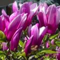 Susan magnolia veislės aprašymas ir savybės, sodinimas ir priežiūra