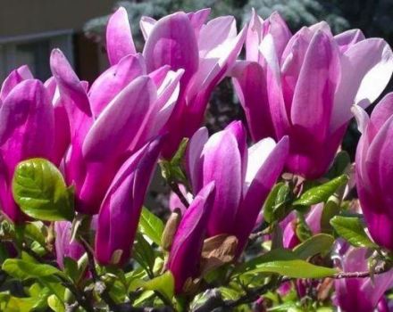 Περιγραφή και χαρακτηριστικά της ποικιλίας Susan magnolia, φύτευση και φροντίδα