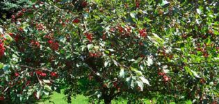 Mit lehet ültetni egy cseresznyefajta mellett a kertben, összeegyeztethetőség más növényekkel és a megfelelő szomszédságban