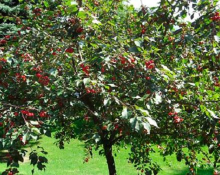 Vad kan planteras bredvid ett körsbär i trädgården, kompatibilitet med andra växter och rätt kvarter