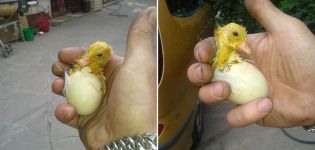 Je nutné pomáhat kachňatům vylíhnout vejce z inkubátoru doma?
