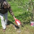 Com es pot alimentar una pera a la primavera, estiu i tardor, normes i normes de fertilització