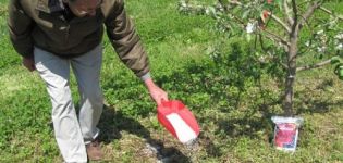 Cum poți hrăni o pere în primăvară, vară și toamnă, reguli și norme de fertilizare