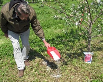 ¿Cómo se puede alimentar una pera en primavera, verano y otoño, reglas y normas de fertilización?
