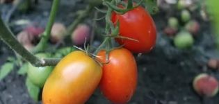 Descripción y características de la variedad de tomate Empress