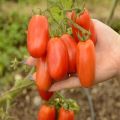 Description and characteristics of the tomato variety San Marzano