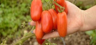 Descripción y características del tomate variedad San Marzano