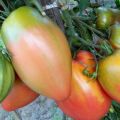 Charakteristika a opis odrody paradajok Podsinskoe zázrak (Liana), jej výnos