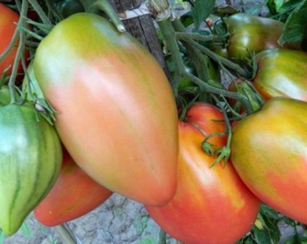 Podsinskoe-ihmeen (Liana) tomaattilajikkeen ominaisuudet ja kuvaus, sen sato
