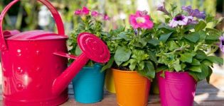 Causes and signs of petunia diseases, how to fight and what to do for treatment