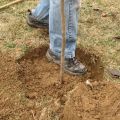 Ako správne zasadiť jabloň v ílovitej pôde, potrebné materiály a nástroje