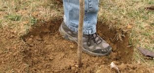 Come piantare correttamente un melo in terreno argilloso, i materiali e gli strumenti necessari