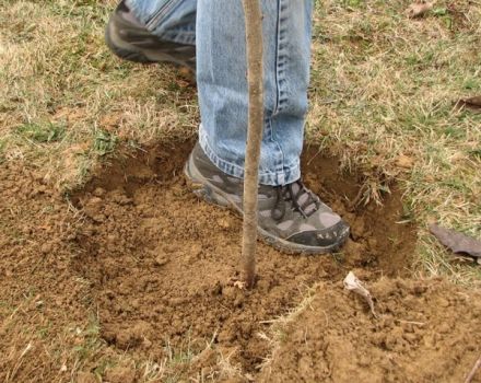 Wie man einen Apfelbaum richtig in Lehmboden pflanzt, die notwendigen Materialien und Werkzeuge