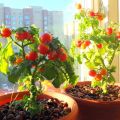 איך לגדל ולטפל בעגבניות על אדן החלון בבית למתחילים