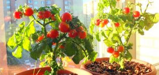 Come coltivare e prendersi cura dei pomodori su un davanzale a casa per i principianti