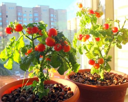 How to grow and care for tomatoes on the windowsill at home for beginners