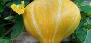 Description of the pumpkin variety Karavai, cultivation features and yield