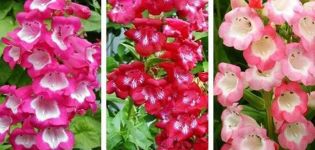 Description of 20 varieties and types of perennial penstemon, planting and care in the open field