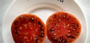 Opis odmiany pomidora Apetyczny i jego cechy