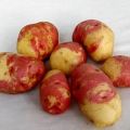 Paglalarawan ng mga varieties ng patatas na sina Ivan da Marya at Ivan da Shura, paglilinang at ani