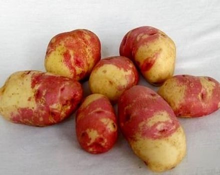 Kuvaus perunalajikkeista Ivan da Marya ja Ivan da Shura, viljely ja sato