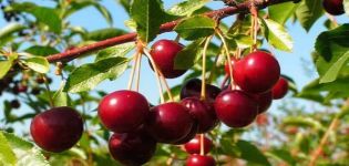 Characteristics of the Novella cherry variety, description of fruits and pollinators, planting and care