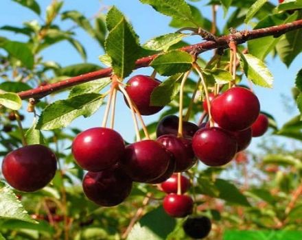 Caratteristiche della varietà di ciliegie Novella, descrizione di frutti e impollinatori, semina e cura
