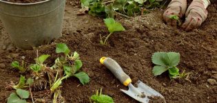 Jak rozmnażać i sadzić truskawki w sierpniu z wąsem krok po kroku