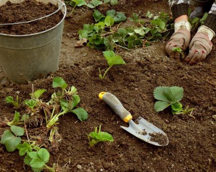 How to propagate and plant strawberries in August with a mustache step by step