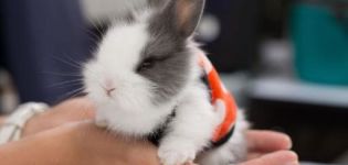 Description and classification of decorative rabbits and how to determine the breed