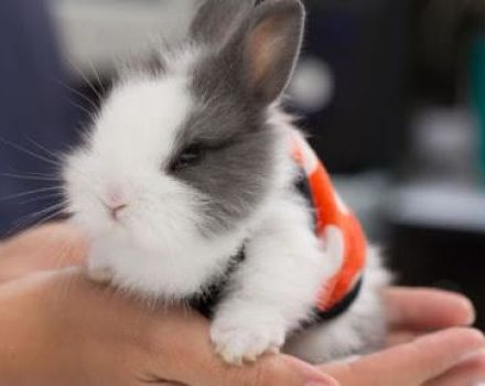 Beschrijving en classificatie van decoratieve konijnen en hoe het ras te bepalen