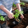 Sådan fodres tomatplanter efter en pluk og hvornår