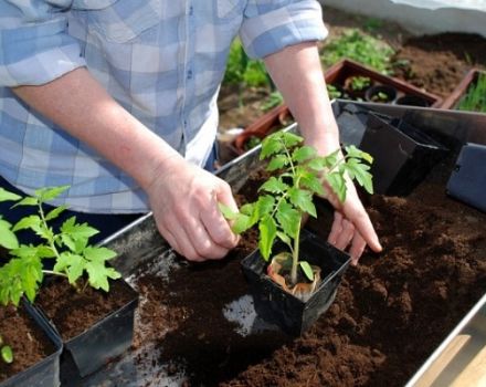 Ako nakŕmiť sadenice paradajok po zbere a kedy