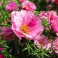 Planting and caring for purslane in the open field, a description of the best varieties