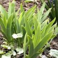 Waarom irissen misschien niet bloeien, wat te doen als bladeren alleen blijven, oorzaken en behandeling