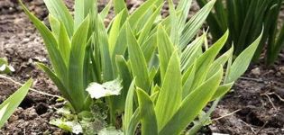 Warum Iris nicht blühen kann, was zu tun ist, wenn Blätter in Ruhe, Ursachen und Behandlung