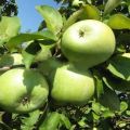 Opis a vlastnosti odrody jabĺk Semerenko, výhody a poškodenia a vlastnosti pestovania
