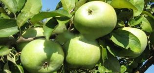 Beskrivelse og karakteristika for Semerenko æblesort, fordele og skader og funktioner ved dyrkning