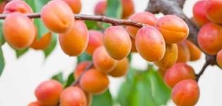 Descrizione della varietà di albicocche Contessa, vantaggi e svantaggi, coltivazione