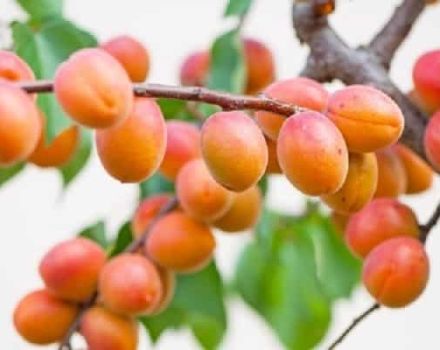 Popis odrůdy meruněk Hraběnka, výhody a nevýhody, pěstování