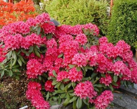 Description and characteristics of rhododendrons of the Nova Zembla variety, planting and care rules
