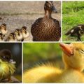 Zašto se oči patke lijepe i što učiniti, kako liječiti i spriječiti
