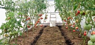 Hogyan és mi a megfelelő módszer a paradicsom talajtakarására üvegházban és nyílt területen