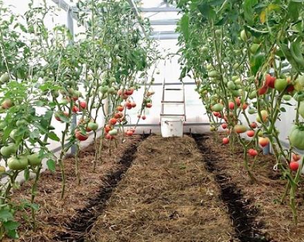 Wie und was man Tomaten in einem Gewächshaus und auf freiem Feld richtig mulcht
