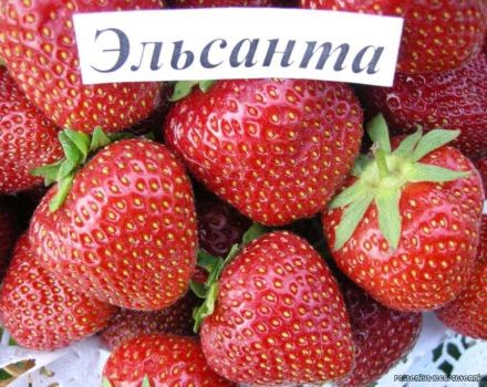 Description and characteristics of the Elsanta strawberry variety, cultivation and care