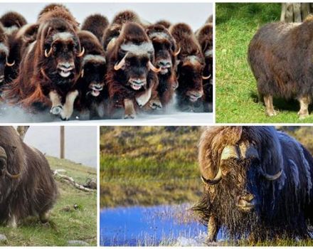 Where and in what natural zones do musk oxen live, what they look like and what they eat