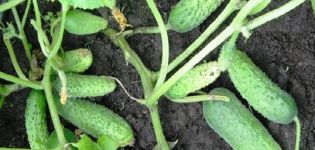 Descrizione della varietà di cetriolo Sorella Alyonushka, caratteristiche di coltivazione e cura
